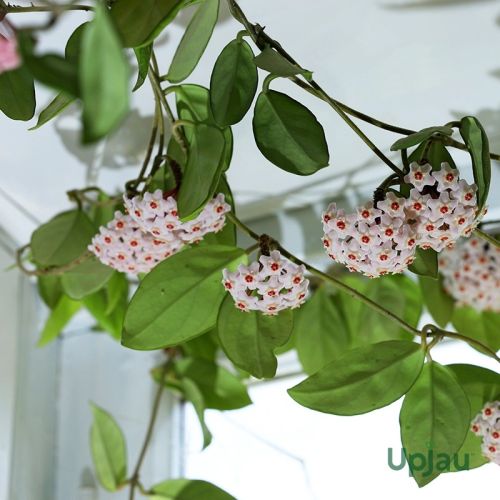 Waxy Leaves Hoya Green Carnosa Plant