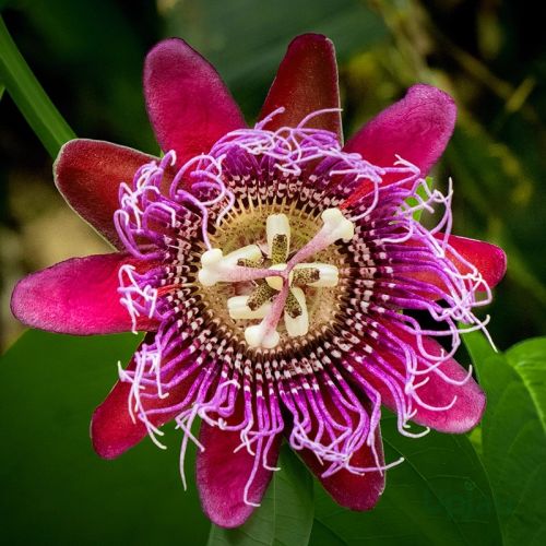 Krishna Kamal / Rakhi Bel Passion Flower Plant – Maroon