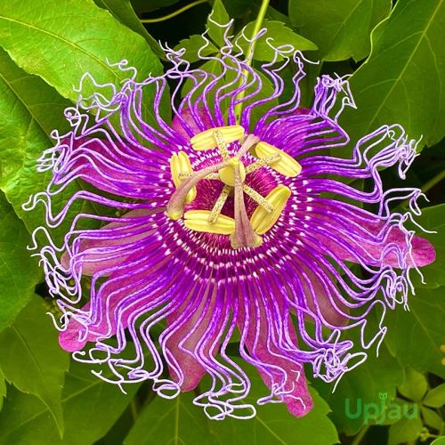 Krishna Kamal / Rakhi Bel Passion – Purple Flower Sapling