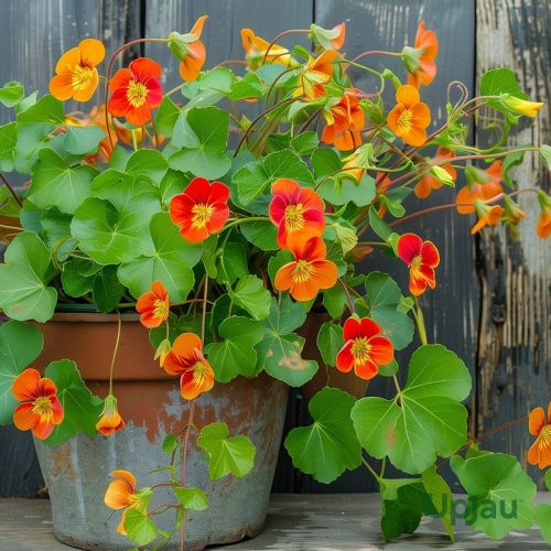 Nestratium Cocktail Mix Seeds, Color : Vibrant