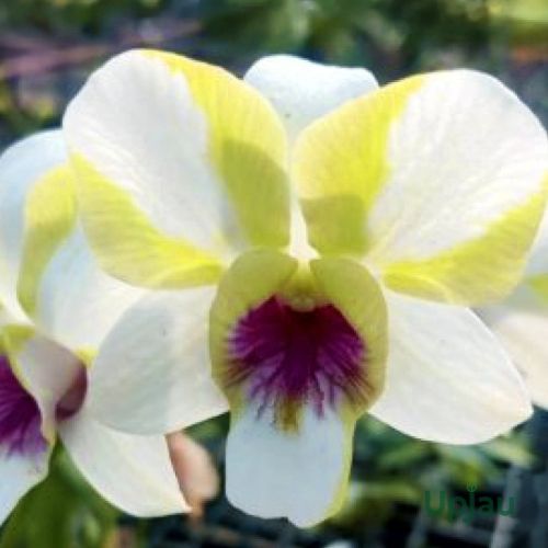 Orchid Dendrobium Baby Happy Holiday