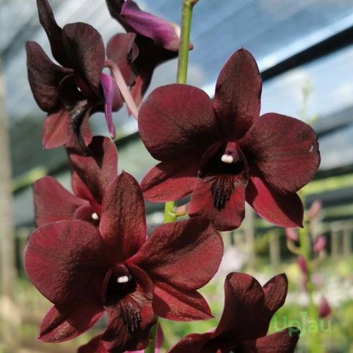 Orchid Dendrobium Plant, Color : Chocolate