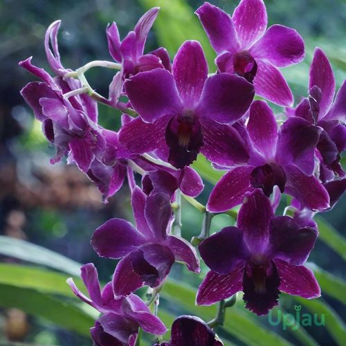 Orchid Dendrobium Hirochi Plant, Color : Hot Purple