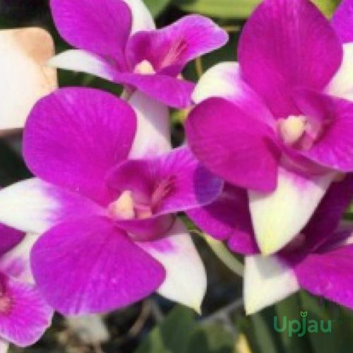 Orchid Dendrobium Karen X Compactum Plant, Color : Pink & White