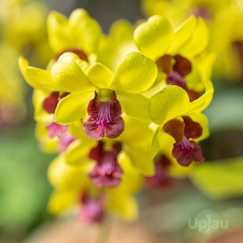 Orchid Dendrobium Thongchai Gold Plant, Color : Yellow & Maroon