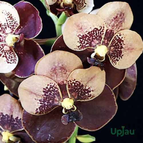 Orchid Vanda X Butterfly Plant, Color : Chocolate