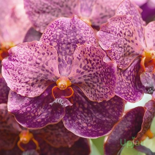 Orchid Vanda Fragrance Black Plant, Color : Blackish Purple-colored