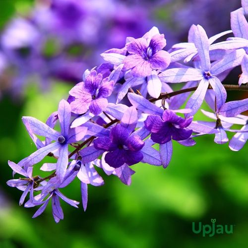 Petrea Volubilis Sandpaper Rare Climber Live Plant