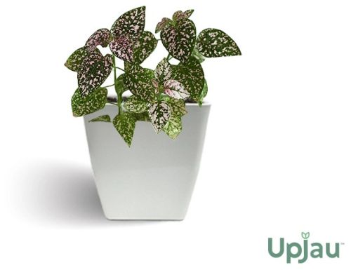 Polka Dot Plant (Mix Colour)