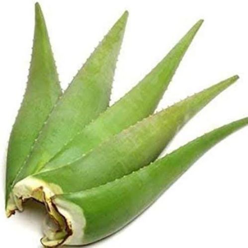 Aloe Vera Leaf, Color : Dark Green
