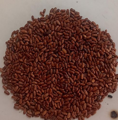 Natural Rajma, Color : Brown, Packaging Type : Loose