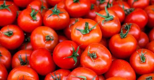 Fresh Tomato, Color : Red for Cooking, Restaurant, Food