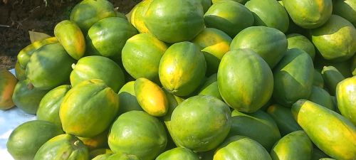 Papaya, Packaging Type - Carton