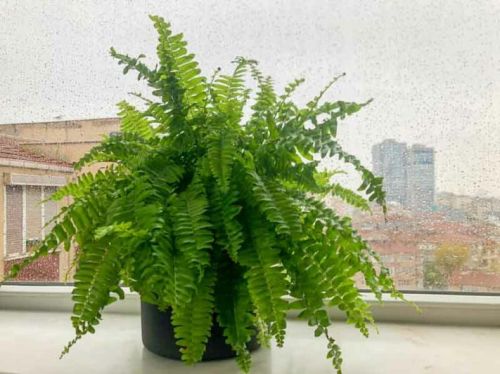 Common Boston Fern Plant, Color : Green for Gardening