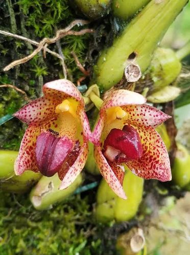 Bulbophyllum Leopardinum Flower Plant Fresh For Garden