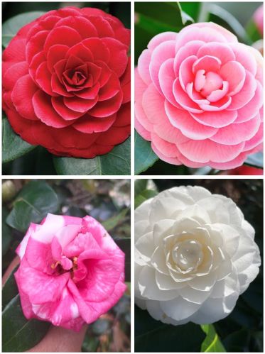 Camellia Flower Plant Fresh, Packaging Type : Biodegradable Bags