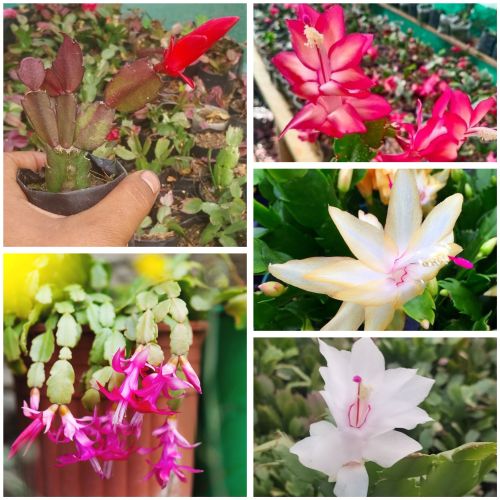 Organic Natural Christmas Cactus Plants, Color : Green Fresh