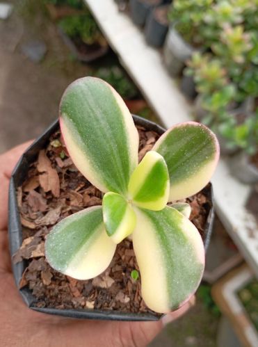 Crassula Variegated Jade Plant, Color : Green For Garden