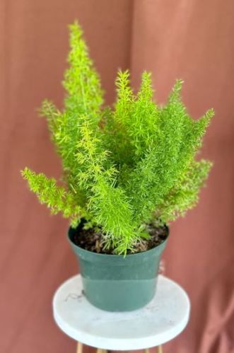 Common Foxtail Fern Plant, Color : Green for Gardening