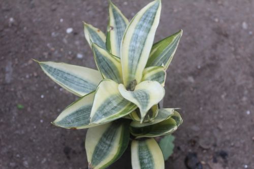 Golden Dwarf Snake Plant, Color : Green for Garden