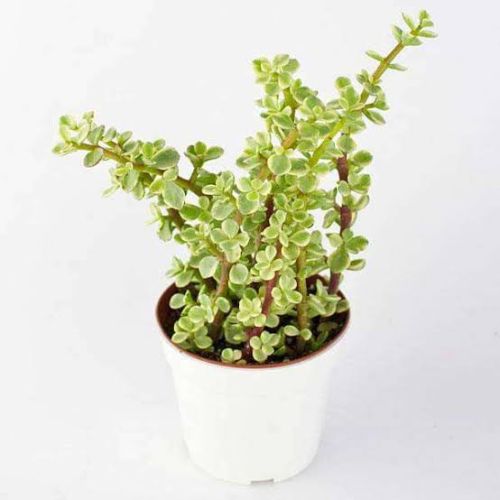 Common Green Variegated Jade Plant Fresh