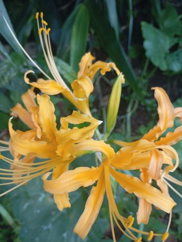 Matured Common Lycoris Lily Flower Bulb, Color : Yellow for Plantation