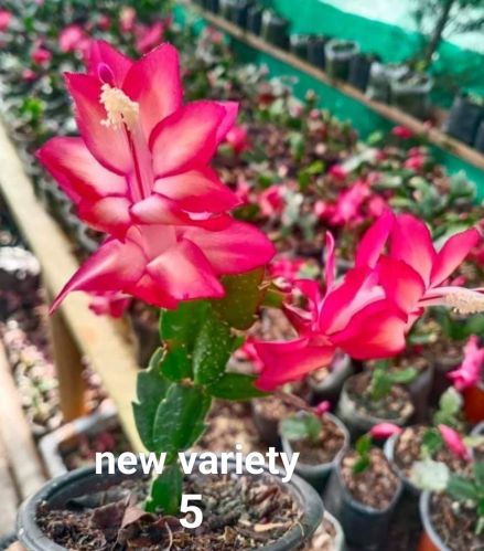 Pink and White Christmas Cactus Plant Fresh for Garden