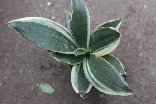 Semi Variegated Dwarf Snake Plant, Color : Green, Golden for Garden