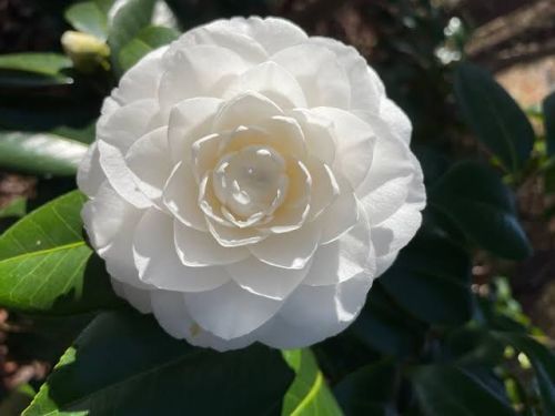 White Camellia Flower Plant Fresh for Garden