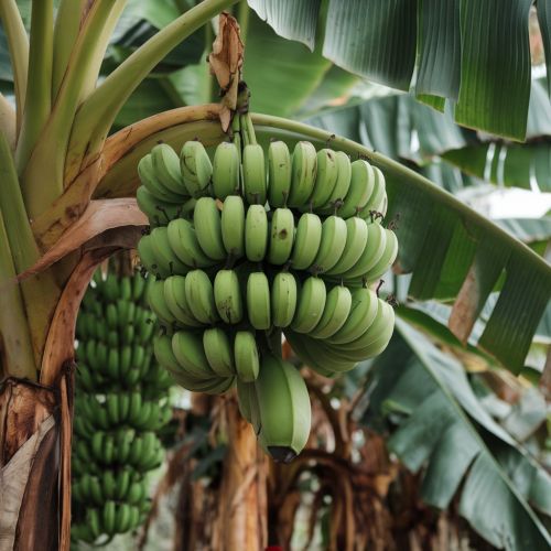 Raw Banana, Color : Green, Packaging Type : Carton