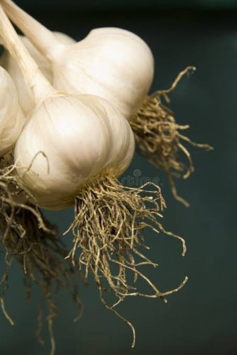 Garlic, Color : White, Packaging Size : 20 Kg, 50 Kg, 10kg