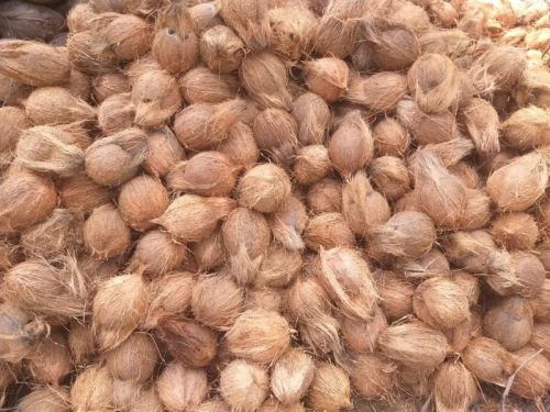 Hard Organic Semi Husked Coconuts, Color : Brown, Form : Solid