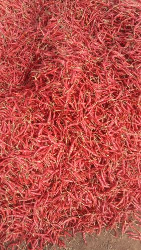 Tejs Guntur Dry Red Chilli Powder 3%, Quality Available : A Grade