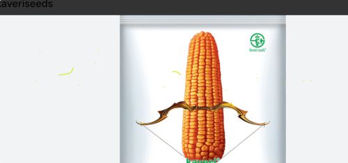 Maize Corn, Packaging Type : PP Bag