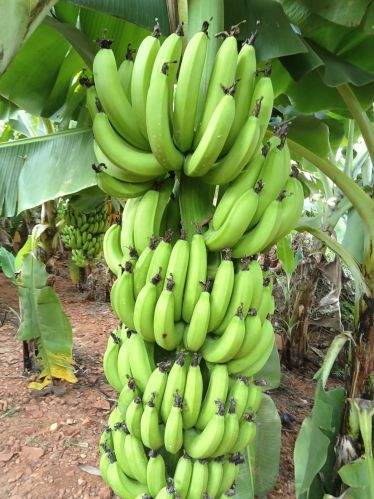Natural Fresh Green Banana, Packaging Type : Loose for Food