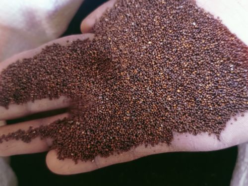 Organic Basil Seeds, Color : Brown for Medicinal