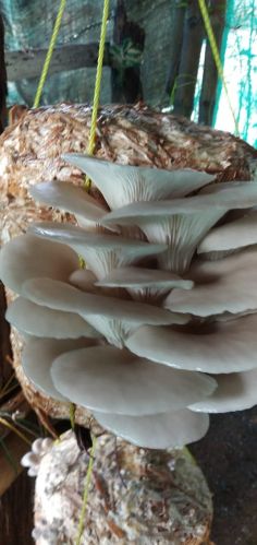 Organic fresh oyster mushroom, Packaging Size : 5Kg, 10Kg for Cooking