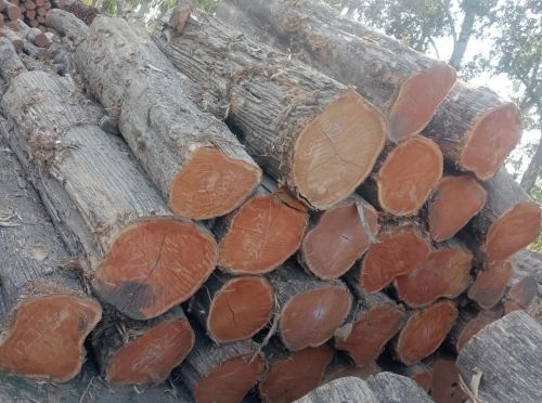 Plain Takes Polish Well Segun Wood Logs, Shape : Round