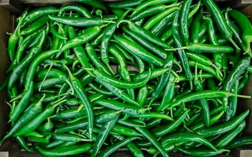 Organic Fresh Green Chilli, Packaging Size : 25Kg