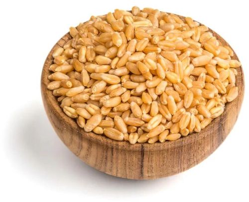 Orgo100 Organic Wheat Grain, Color : Creamy