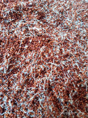 Indian Sprouted Ragi Malt, Packaging Type : Plastic Packet for Cooking