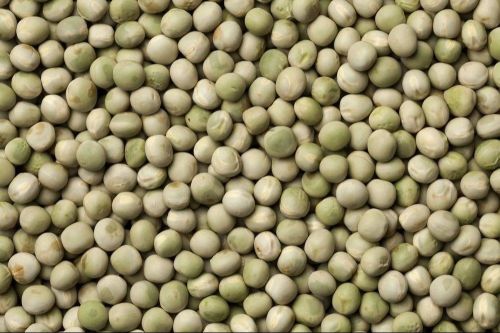 Green Bl 11 Pea Seed for Cooking Use