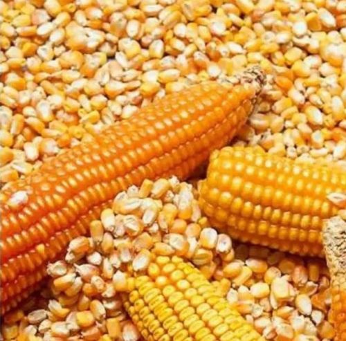 Organic yellow corn, Packaging Size : 25kg, 50Kg 10%