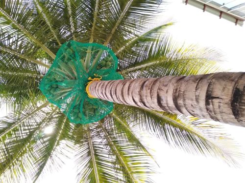 HDPE Monofilament Mesh Coconut Tree Safety Net, Color : Green