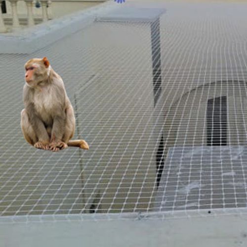 Monkey Safety Nets in Guntur