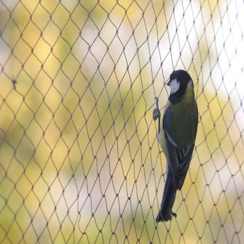 Monofilament Mesh Sparrow Protection Net, Color : Black for Safety Use