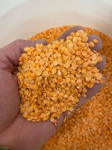 S30 s1 Natural red lentil, Packaging Size : 50Kg