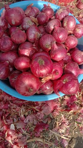 Organic Fresh Red Onion, Packaging Type : Net Bag for Cooking