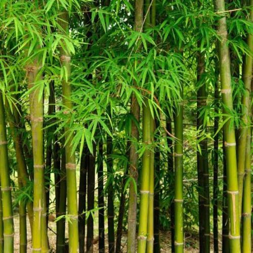 Bamboo Tree, Packaging Type : Dark Green, Green, Light Green