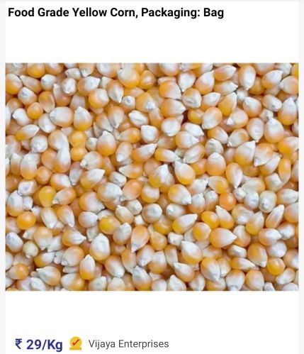 Organic maize, Grade : Feed Grade, Packaging Type : Yellow